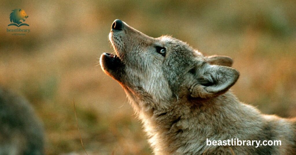 Whines- Can wolves purr