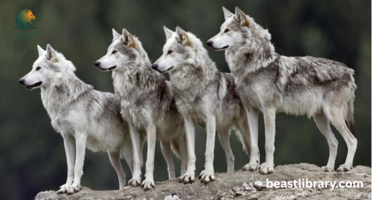 Can wolves purr?