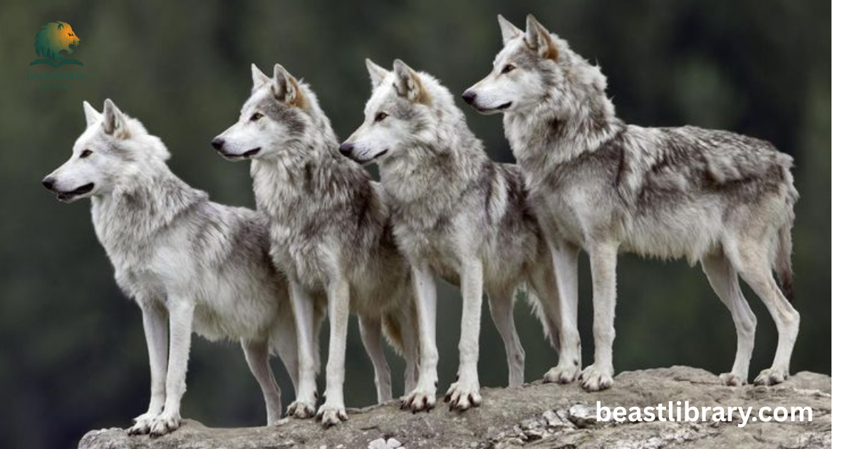 Can wolves purr?