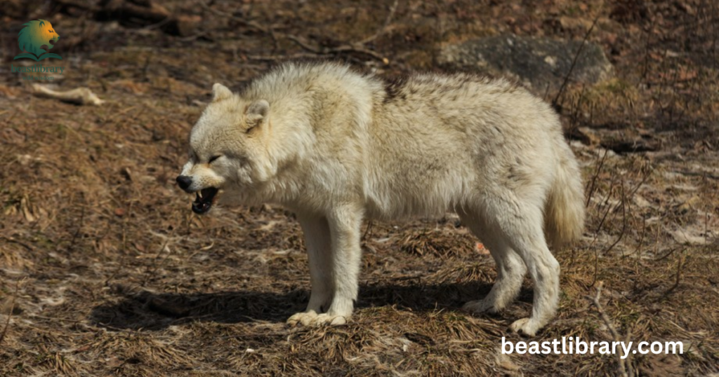 Growls- Can Wolves Purr