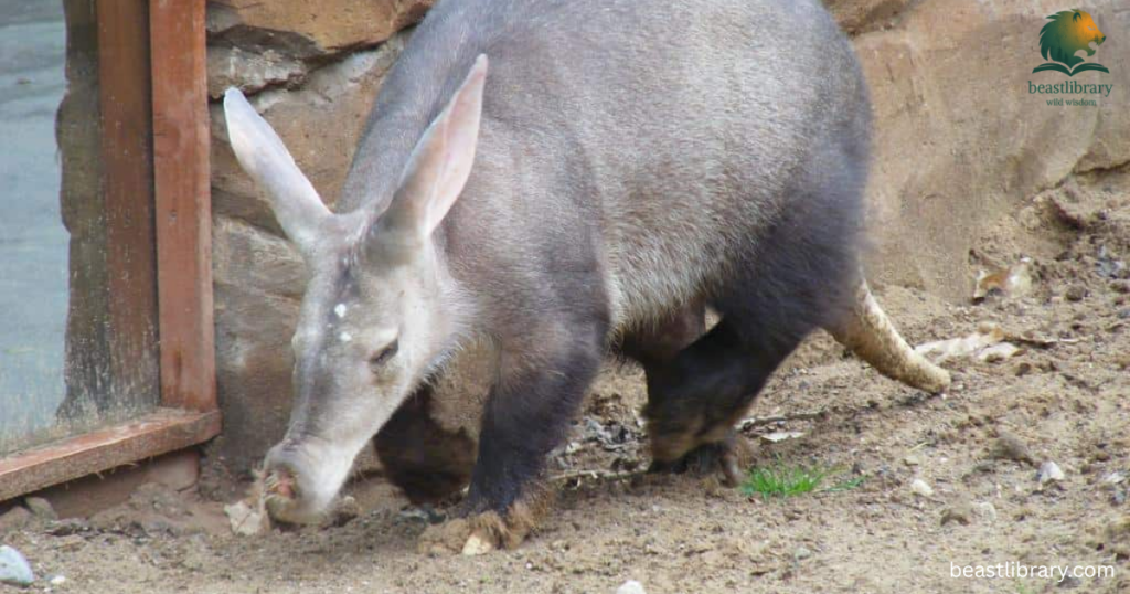 aardvark with small ears