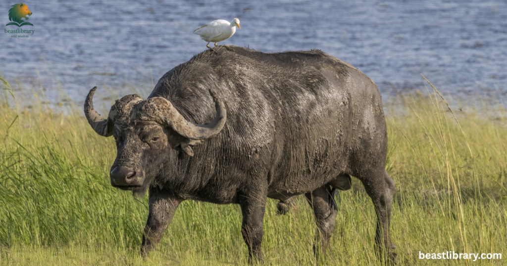 Animals that Drink a lot of Water