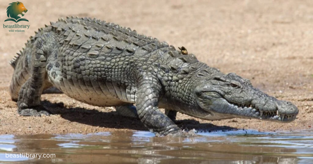 alligator growls