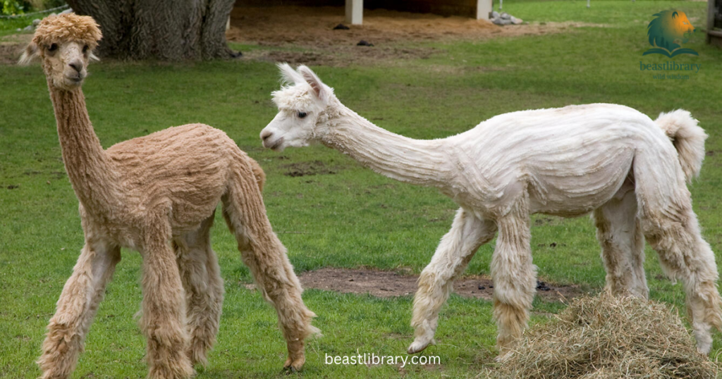 alpaca is skinny