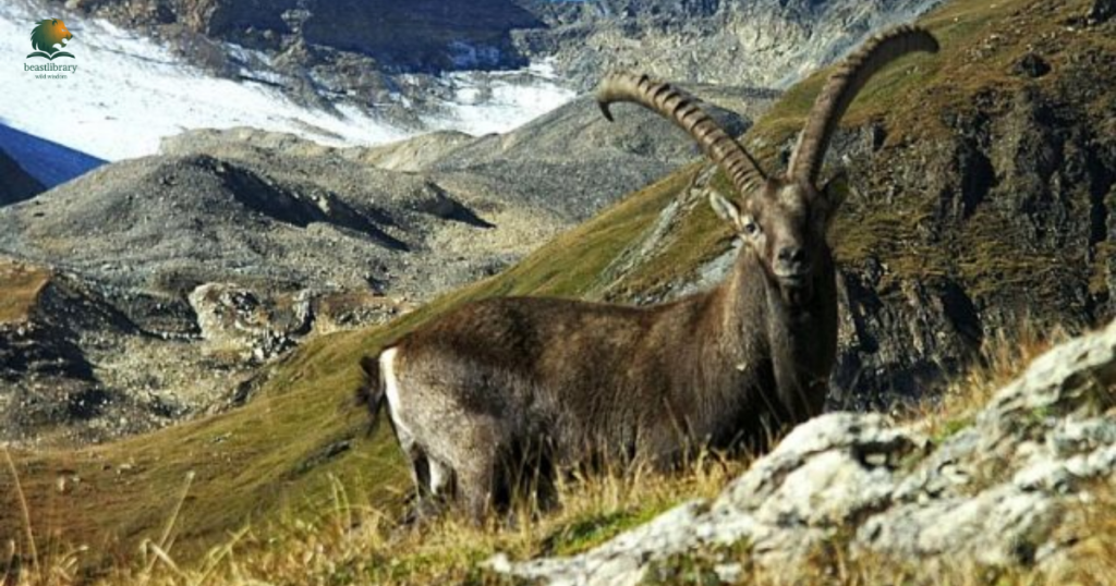 big long horn