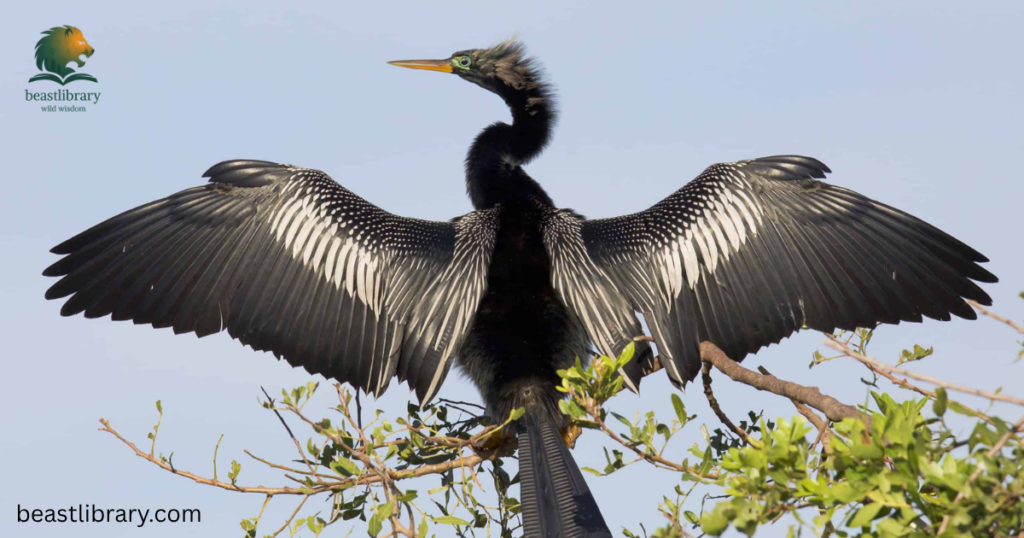 anhinga with long neck