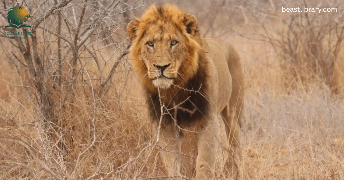 Animals that Growls
