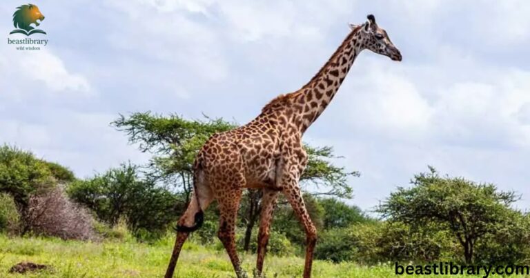 Animals with Long Necks