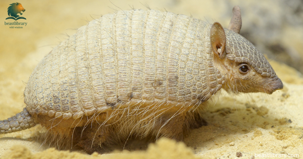 armadillo with small ears
