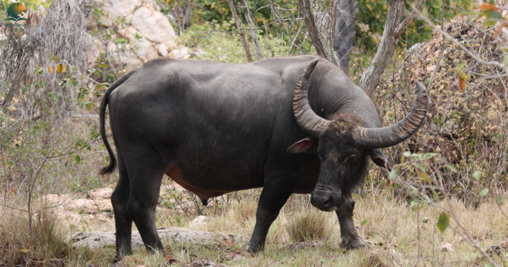 long horns