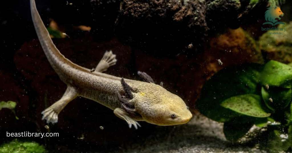 axolotl with short legs