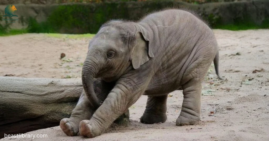Clumsy animals in the world