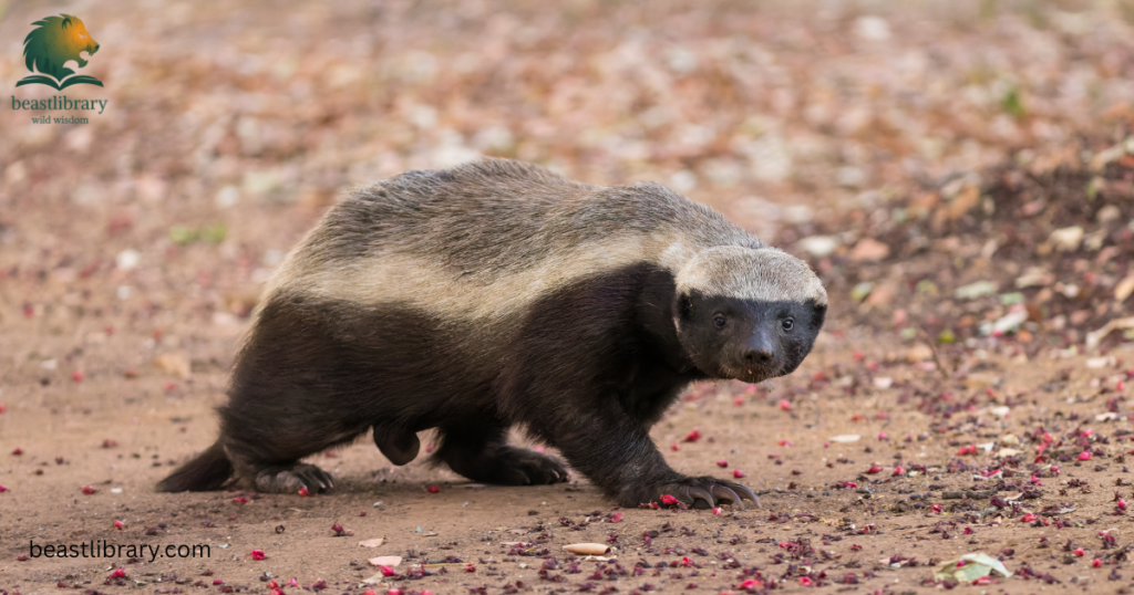 badgers with short legs
