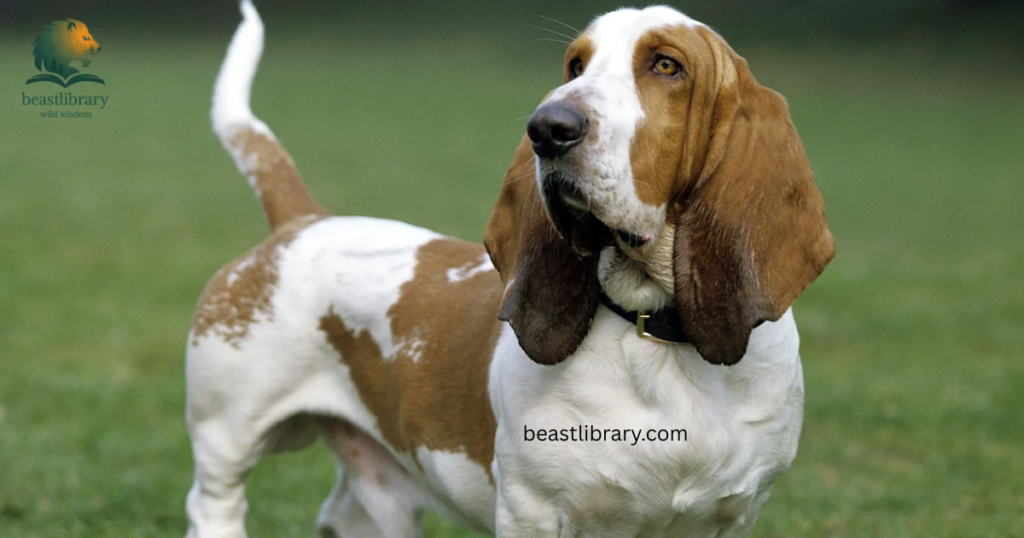 basset with short legs