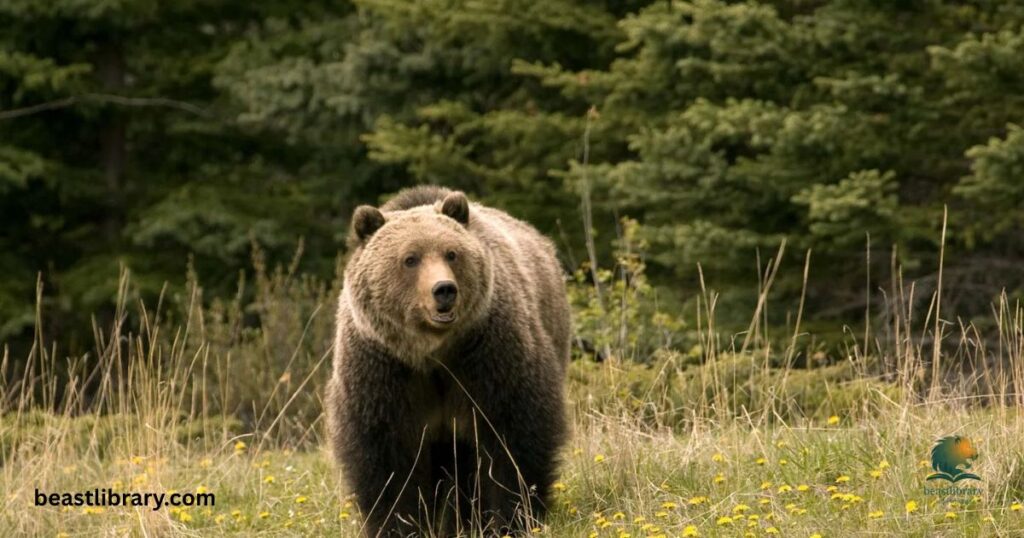Bears- tricky animals