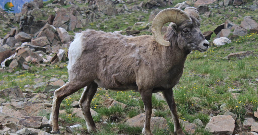 long horned animal
