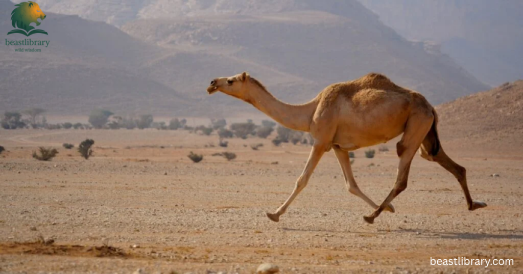 Clumsy animals in the world