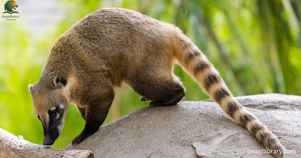 like raccoons