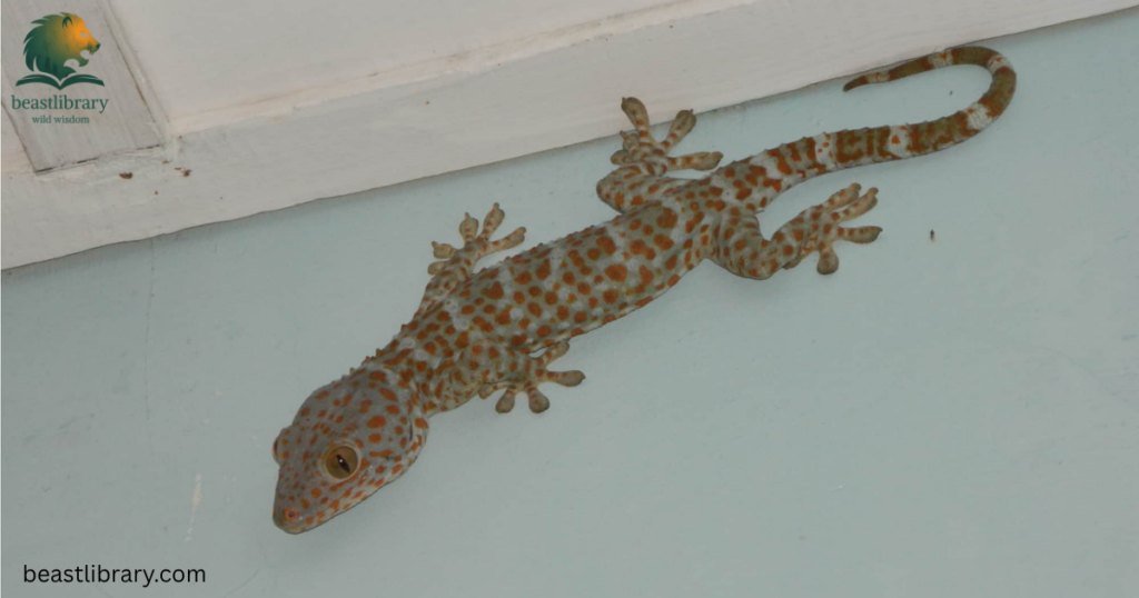 gecko is skinny