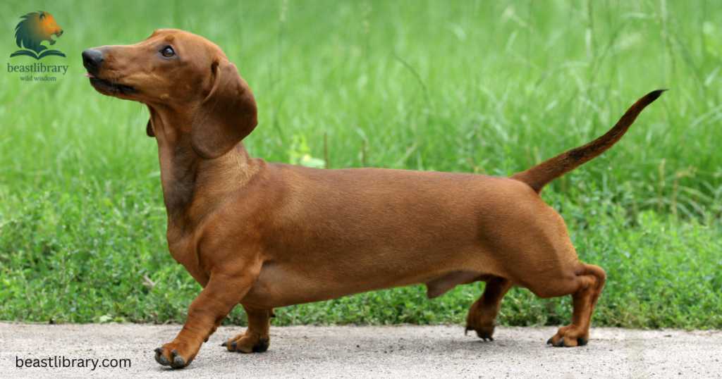Animals with short legs