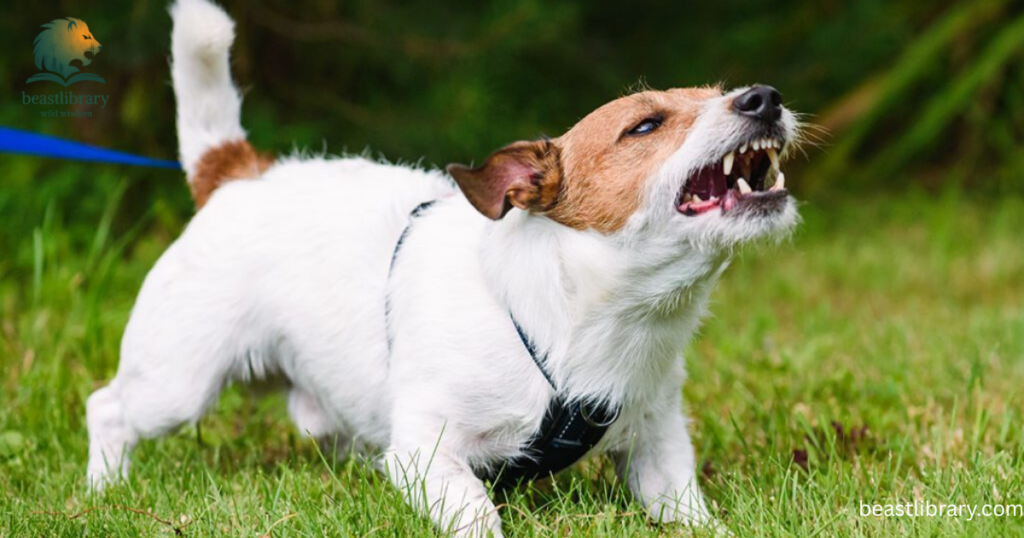 dog growls