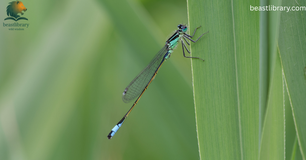 dragonfly is slim