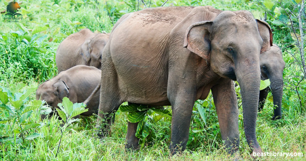 Animals that Drink a lot of Water