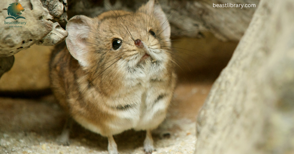 elephant shrew with small ears