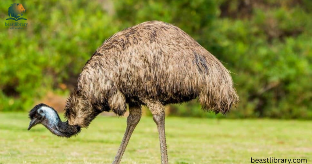 emu with long neck