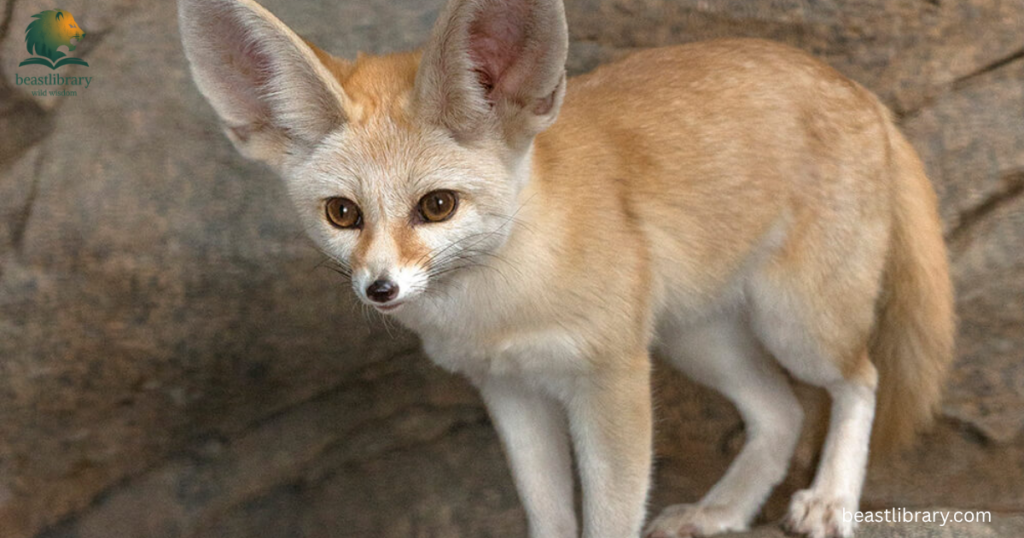 Animals with small ears