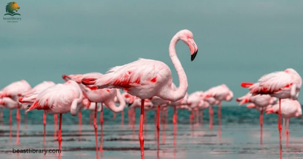 Clumsy animals in the world