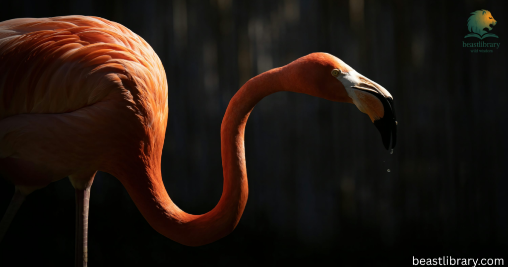 flamingo with long neck