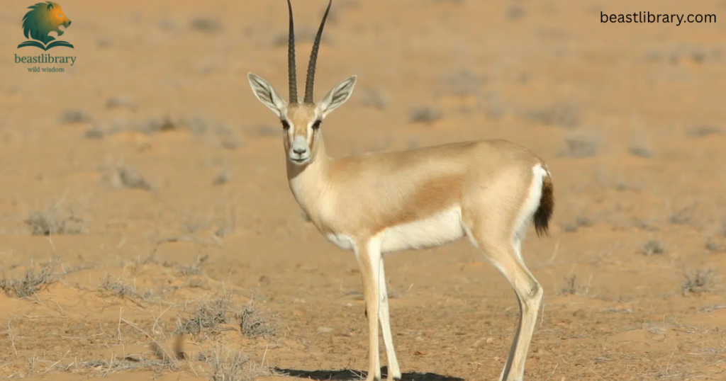 gazelle is skinny