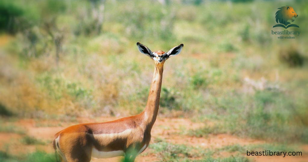 animals with long neck- Gerenuks