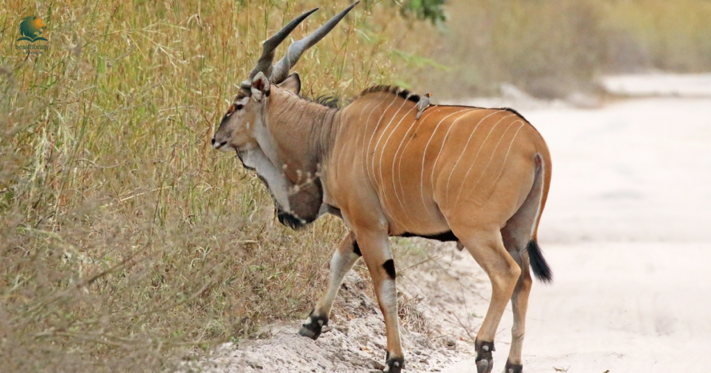 Animals with Long Horns