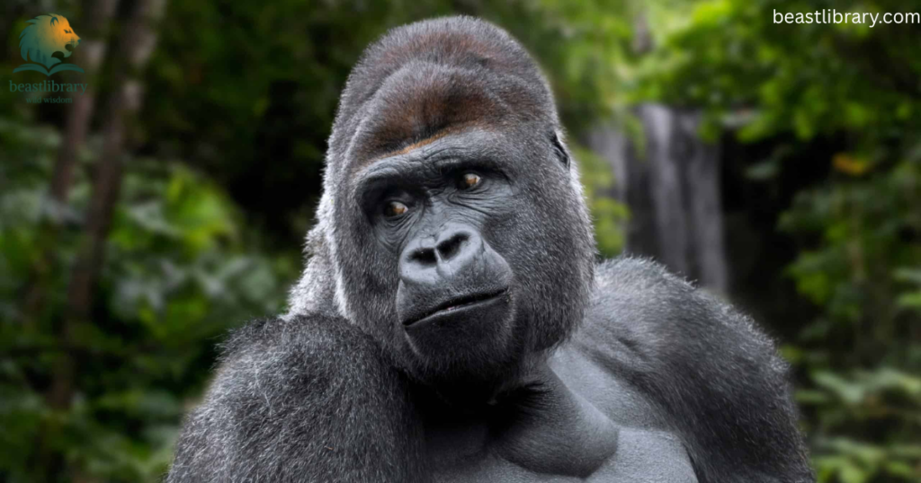 gorilla growls