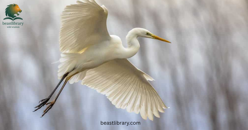 Animals that are skinny