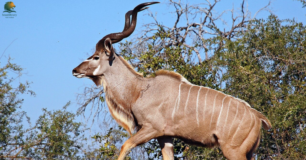 big horns
