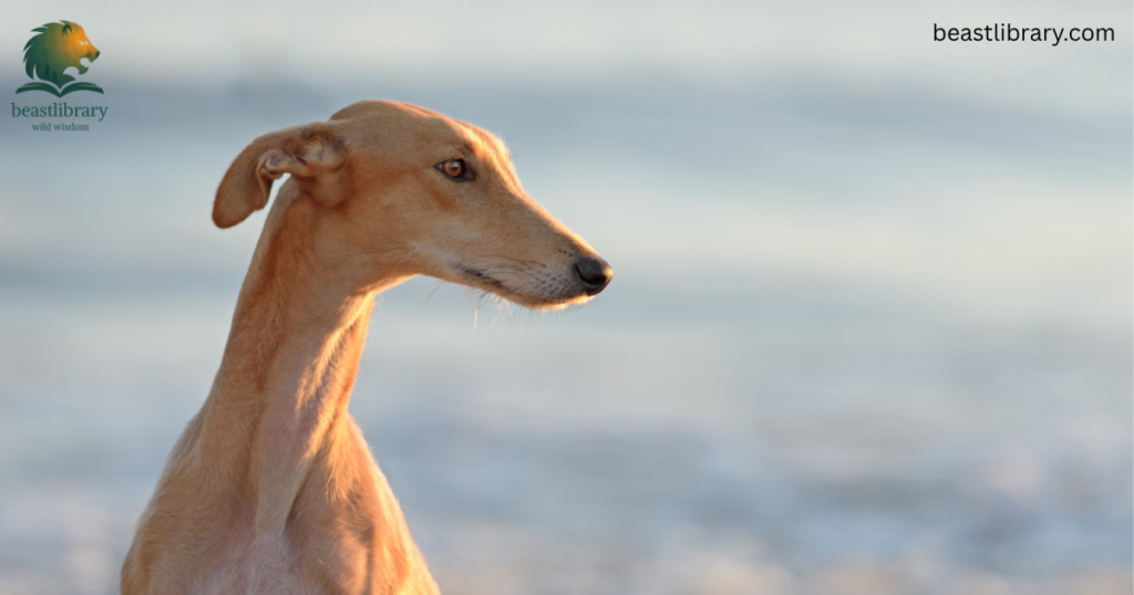 greyhound is very skinny