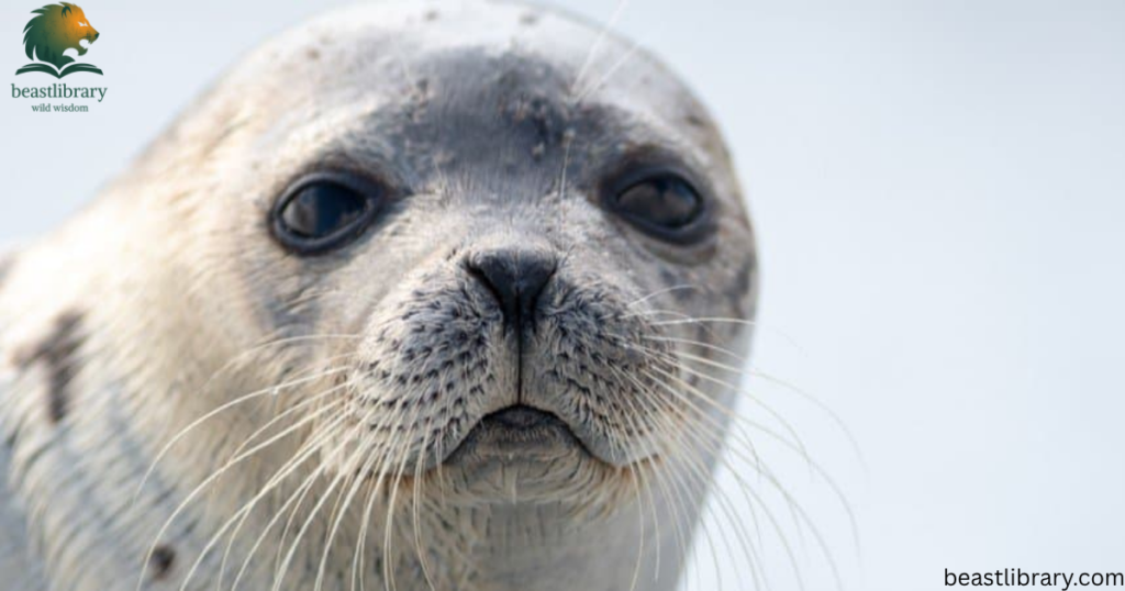 seal is clumsy