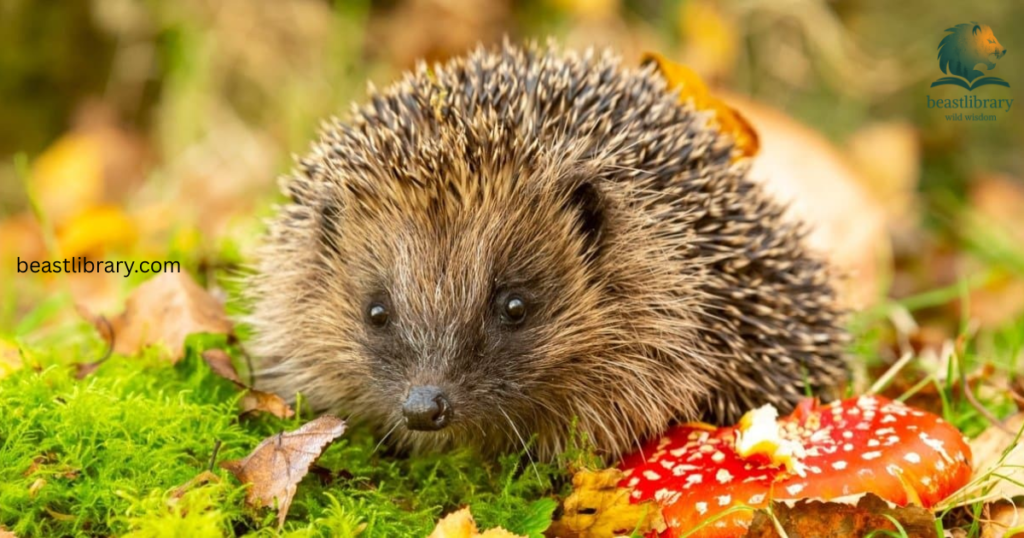 Hedgehog with short legs