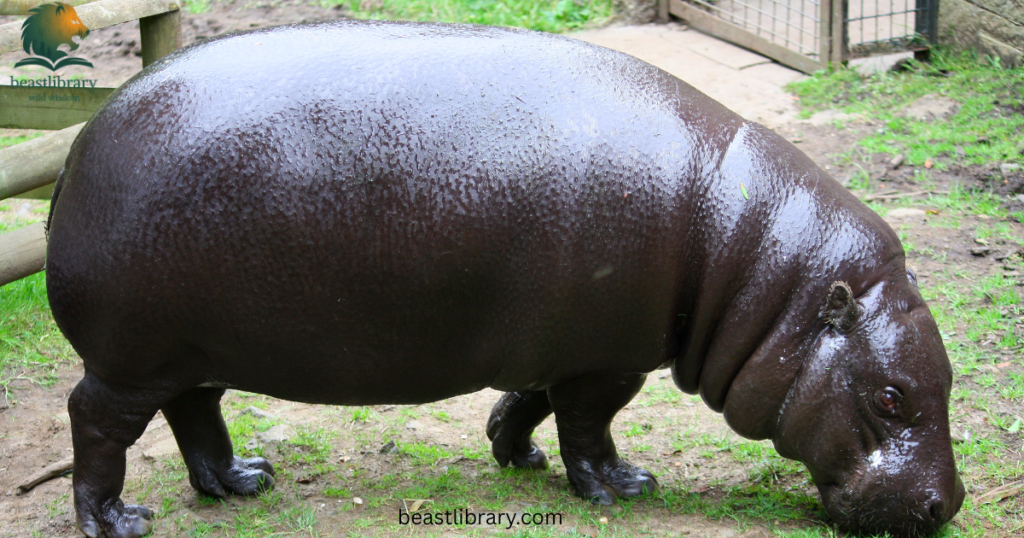 hippo with short legs