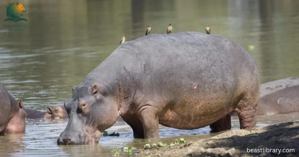hippo is clumsy