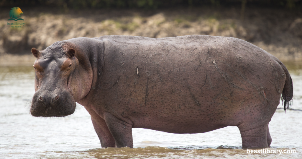 Animals that Drink a lot of Water