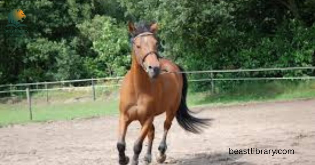 Horse