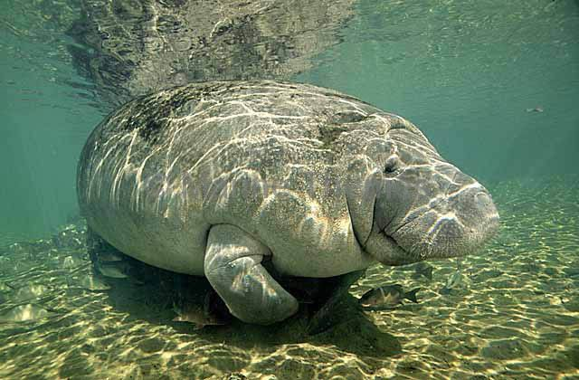Chubby Manatee animal
