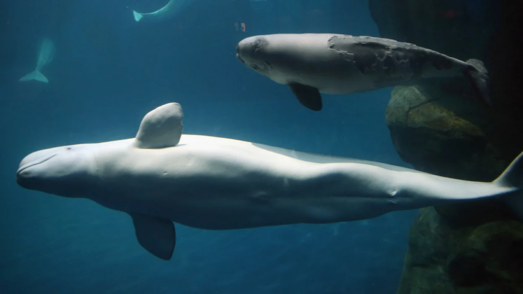 whales with no legs