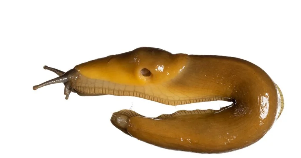 slugs with no legs