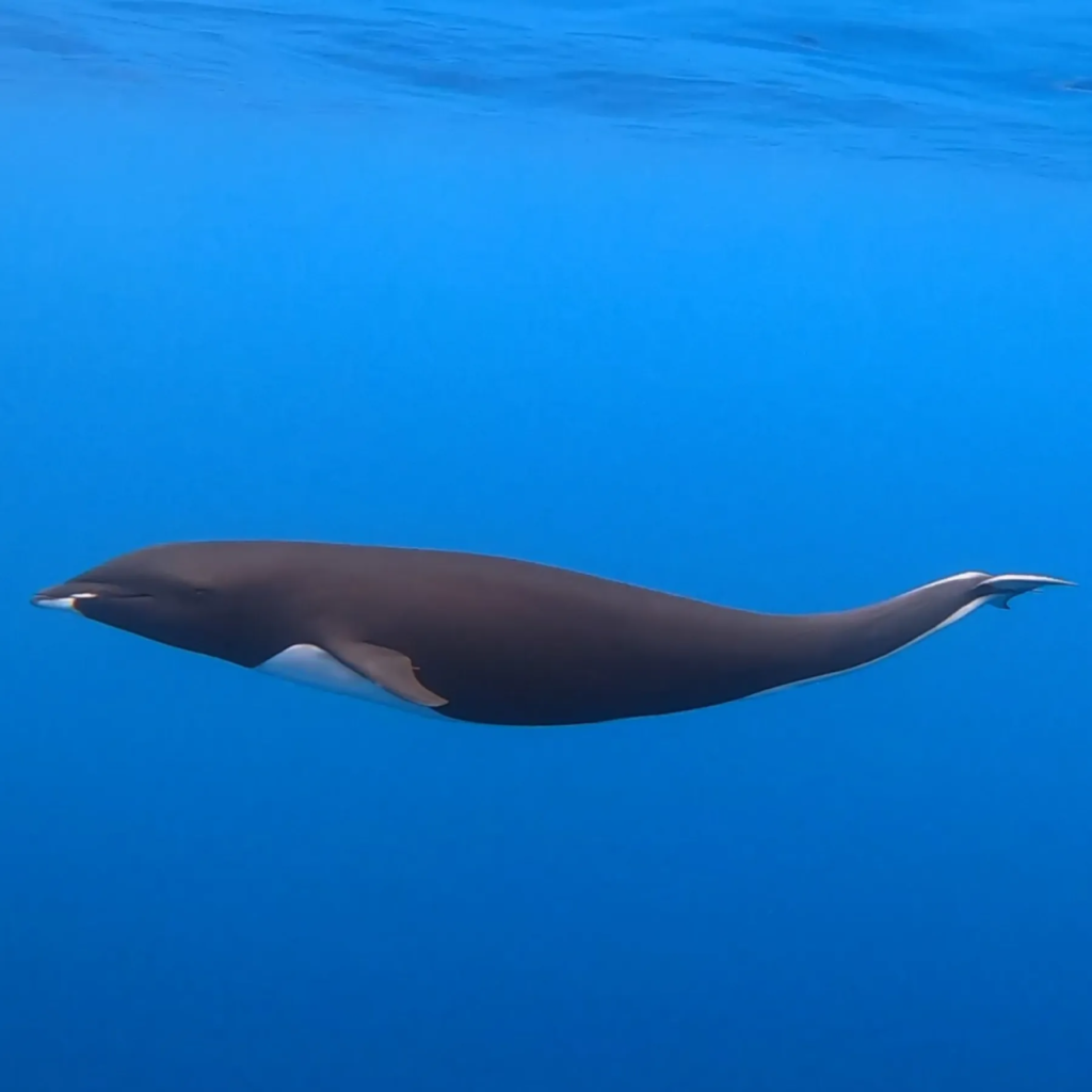 dolphins with no legs