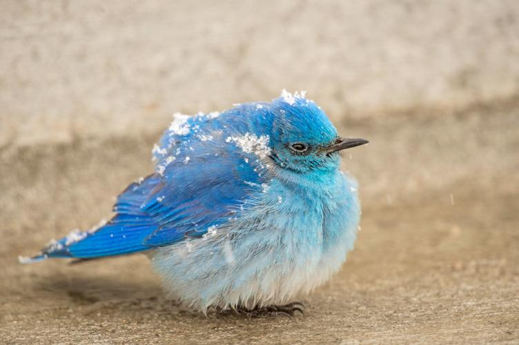 Mountain Bluebird